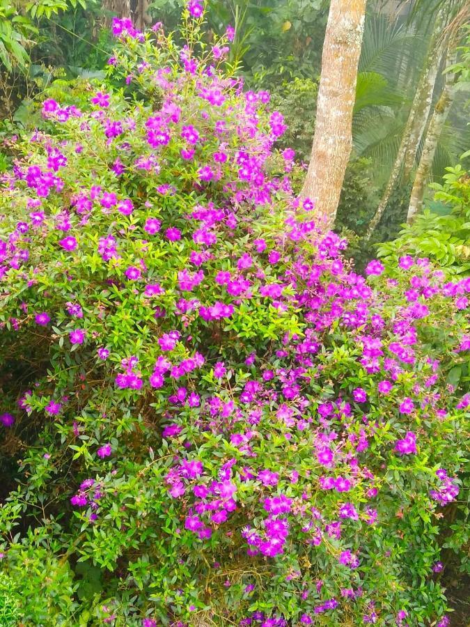 Spring And Valley View Thekkady Buitenkant foto